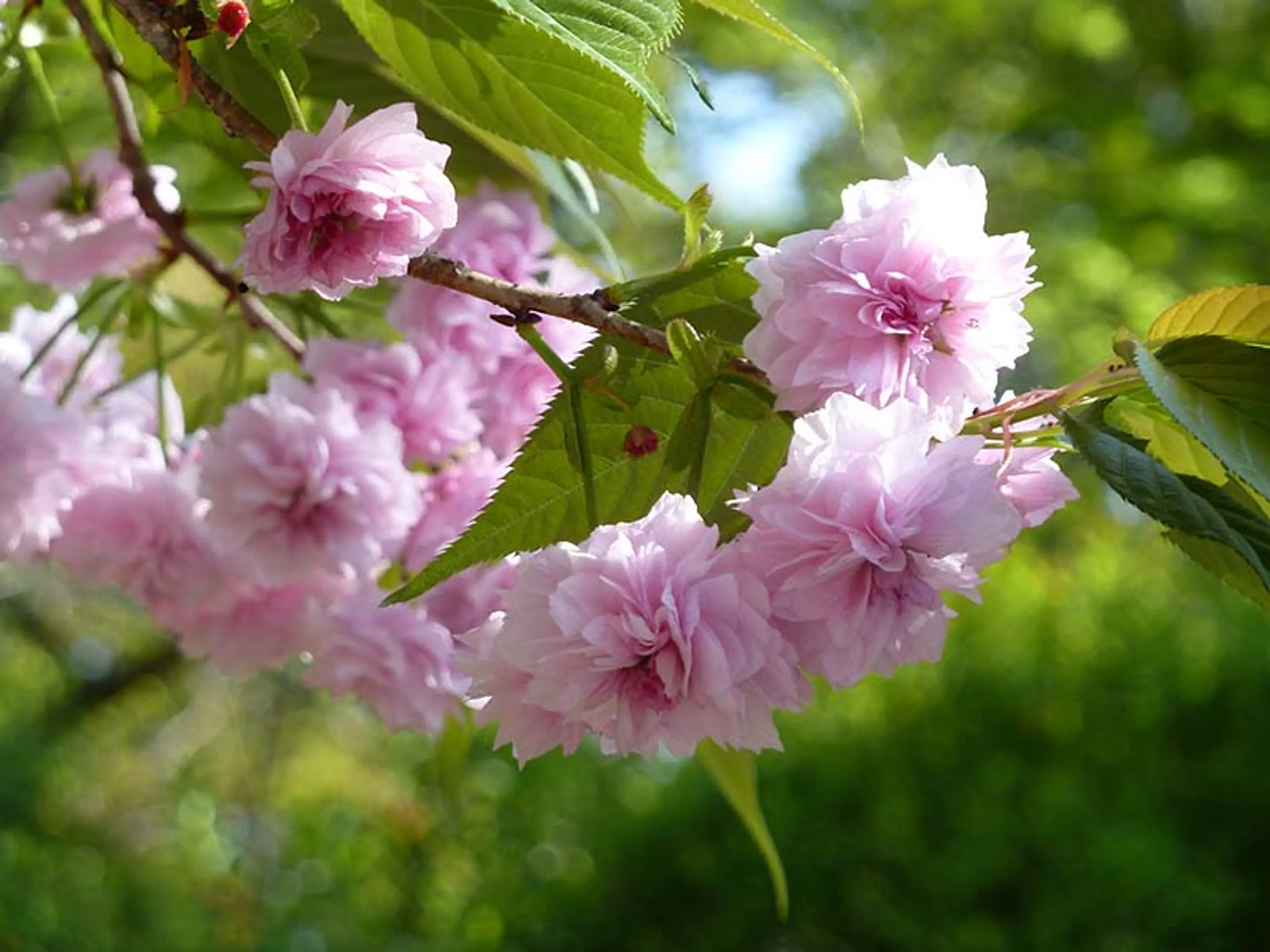 【二尊院】桜