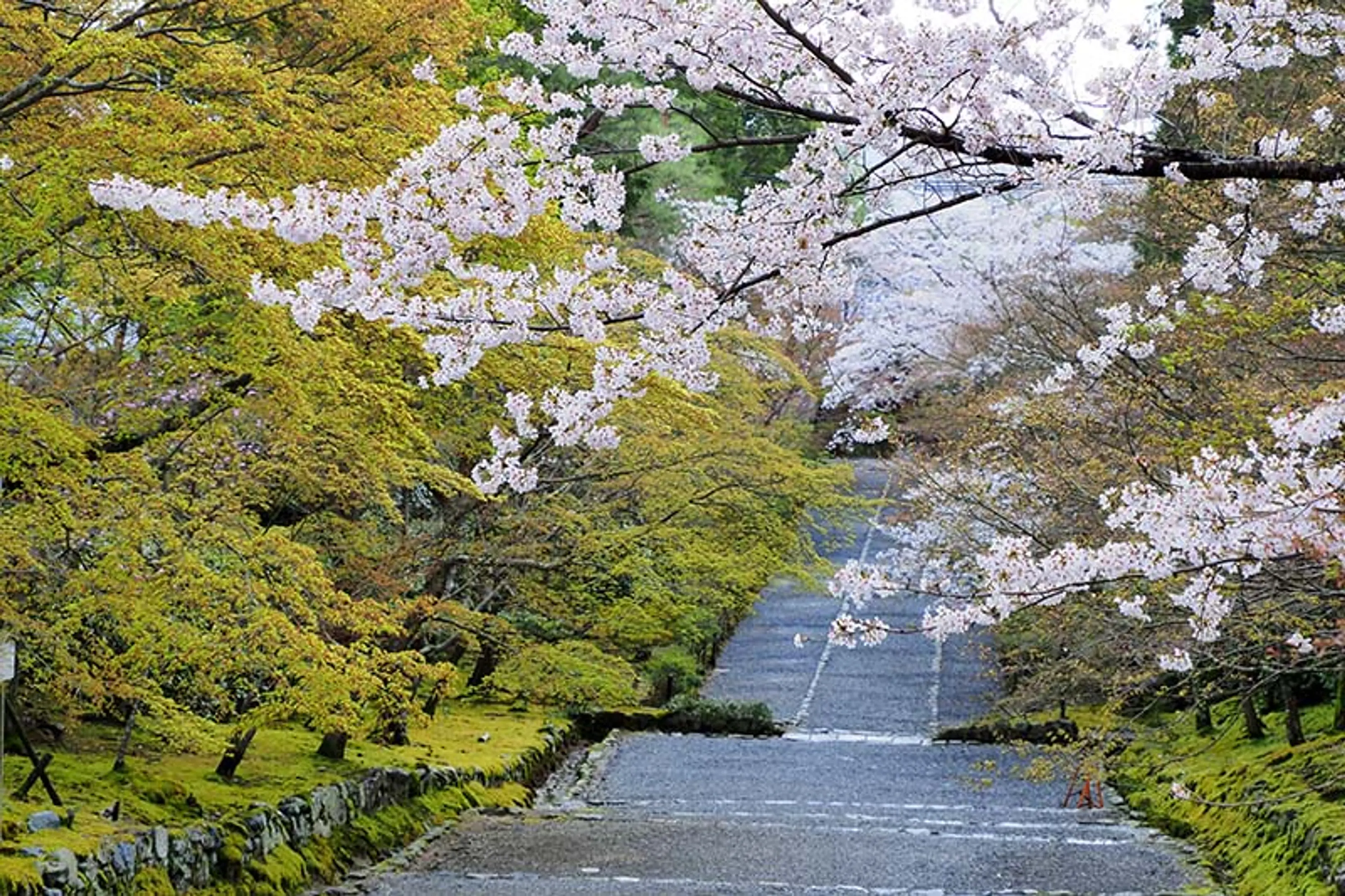 【二尊院】桜