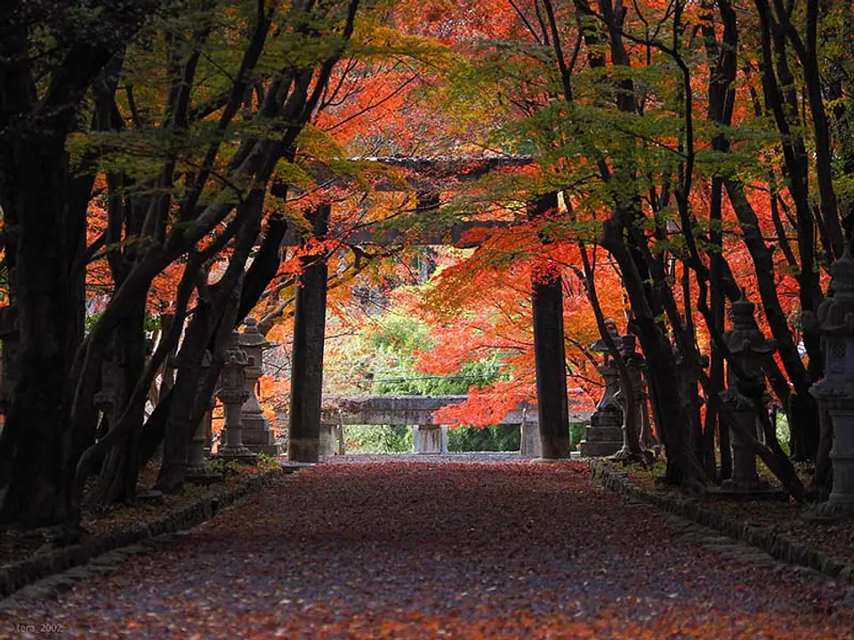 【大原野神社】紅葉