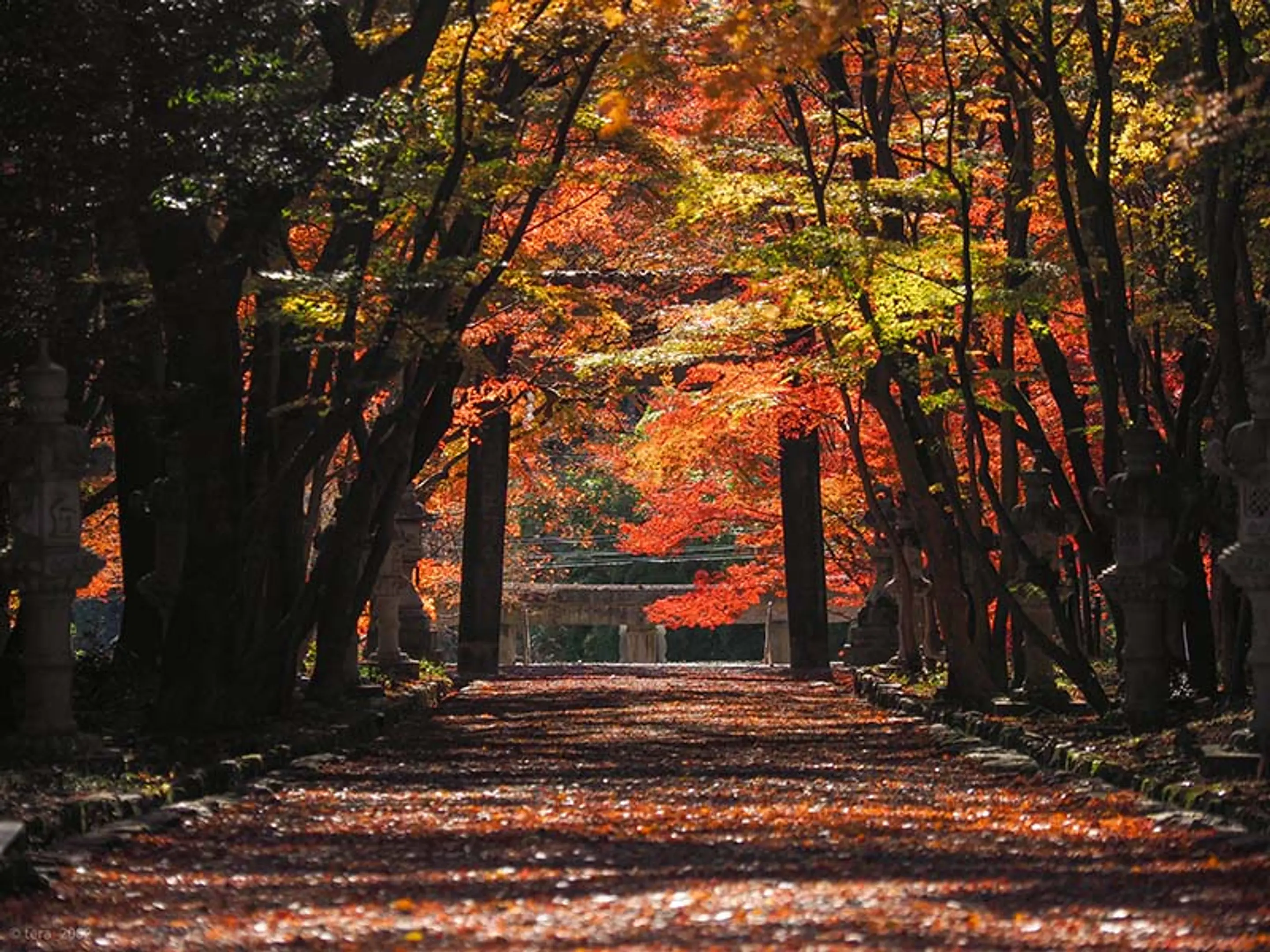 【大原野神社】紅葉
