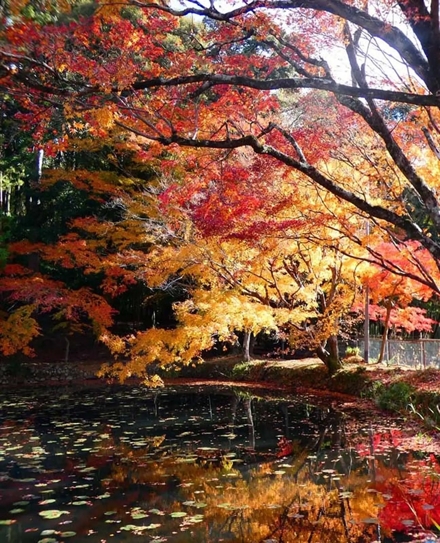 【大原野神社】紅葉