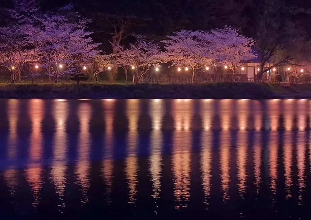 【離湖公園】桜