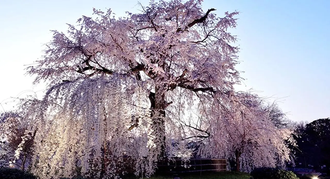 円山公園しだれ桜ライトアップ