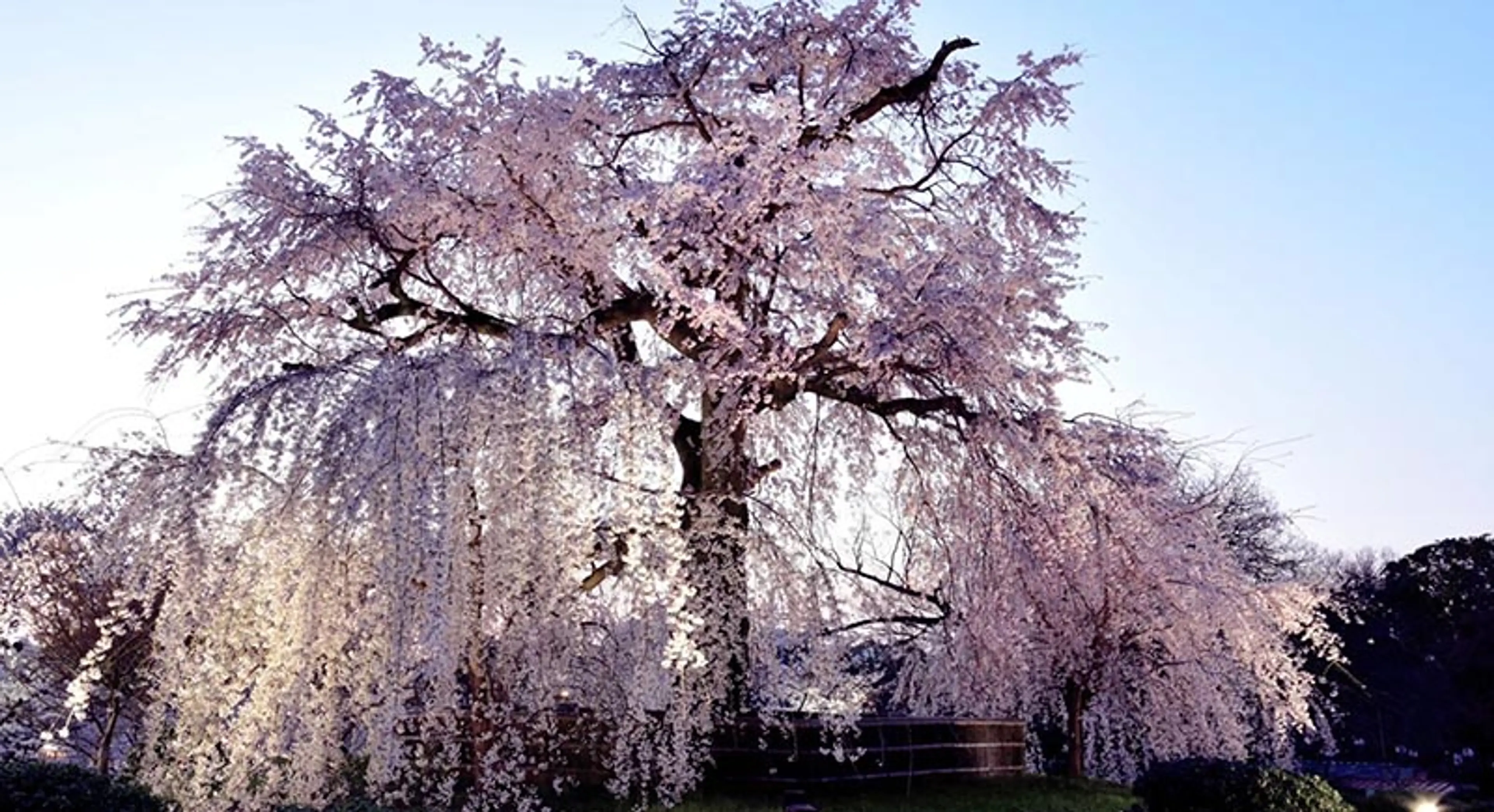 円山公園しだれ桜ライトアップ