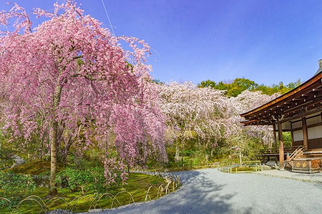 【天龍寺】桜