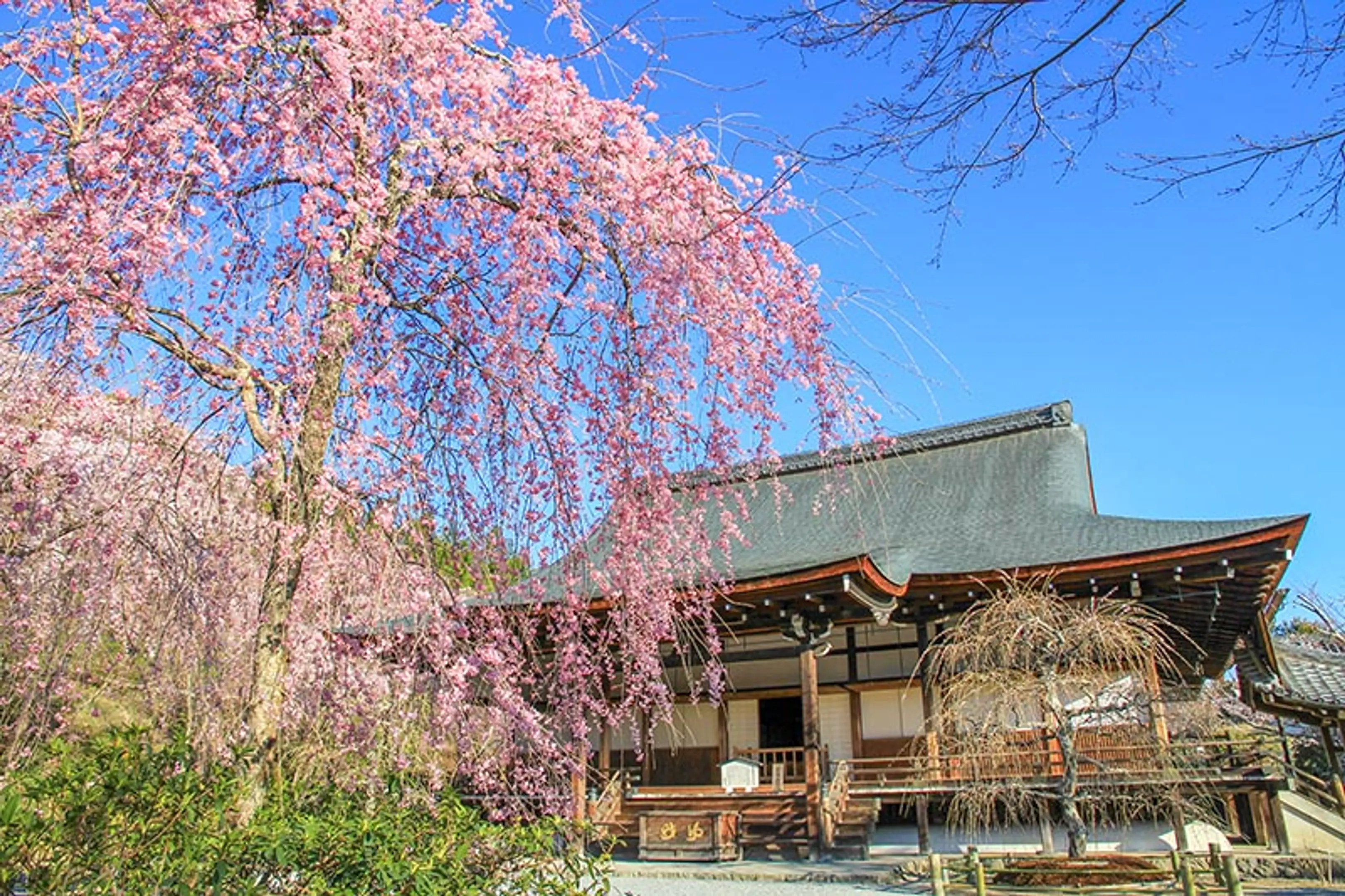 【天龍寺】桜