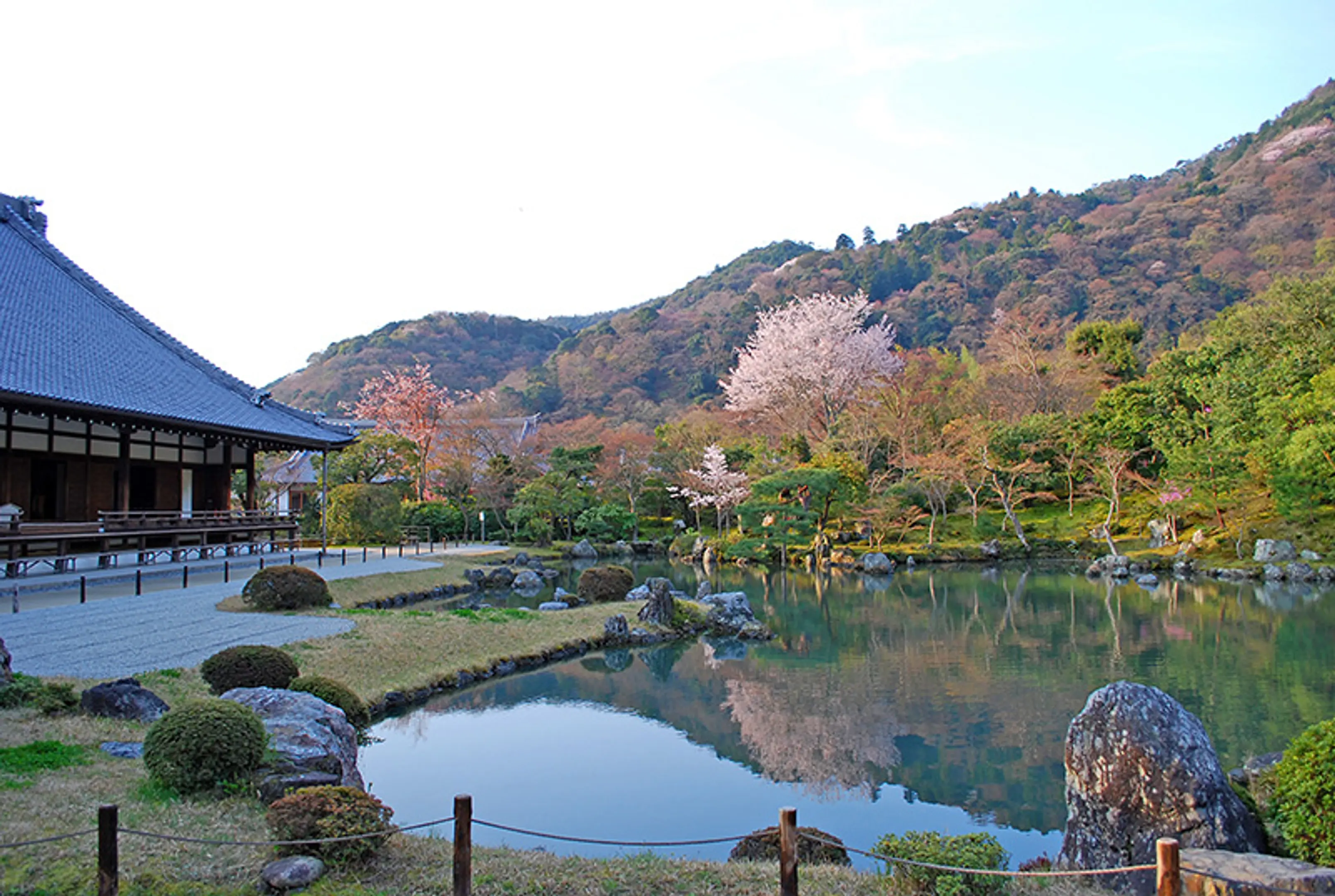 【天龍寺】桜