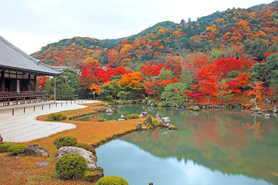 【天龍寺】紅葉