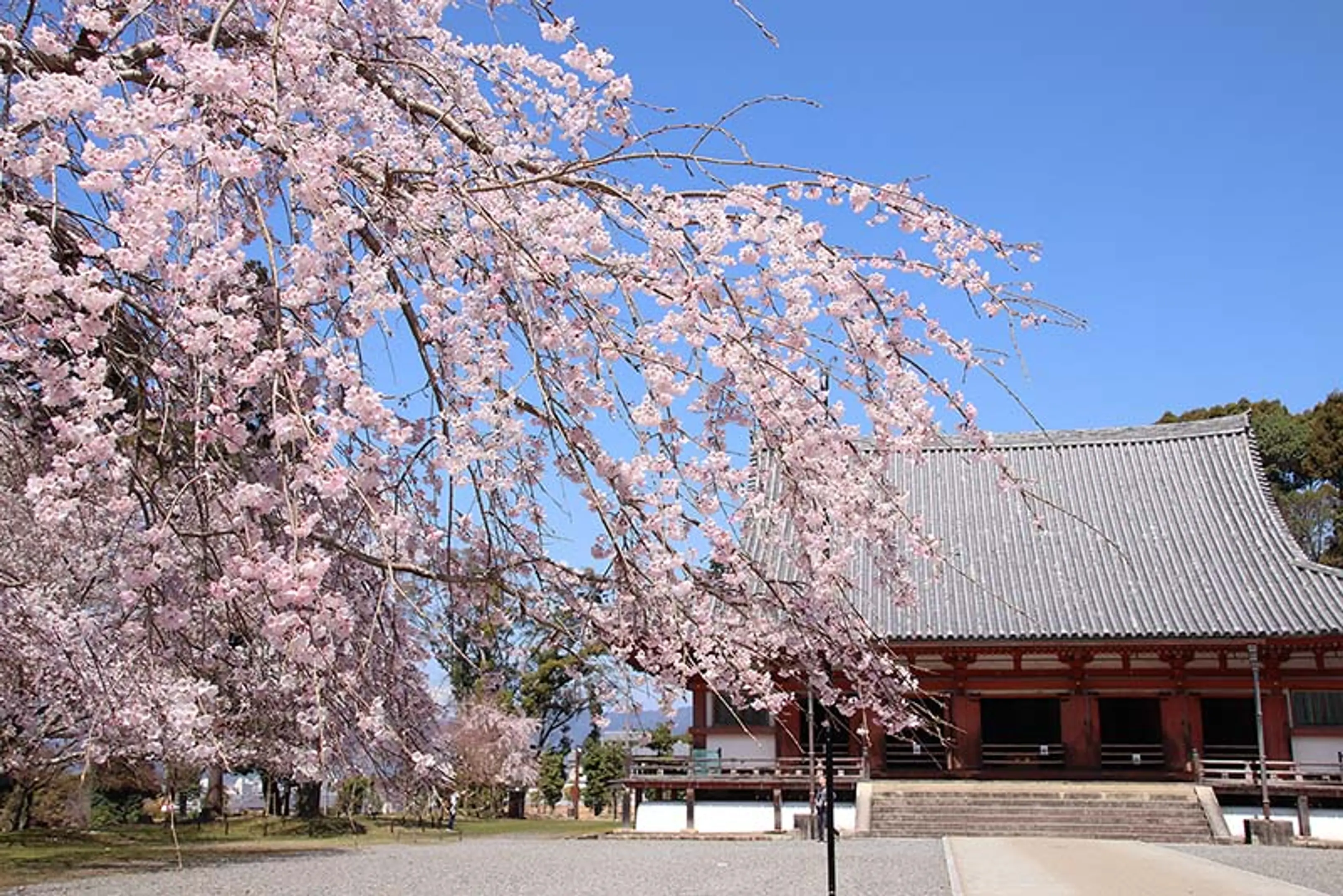 【醍醐寺】桜