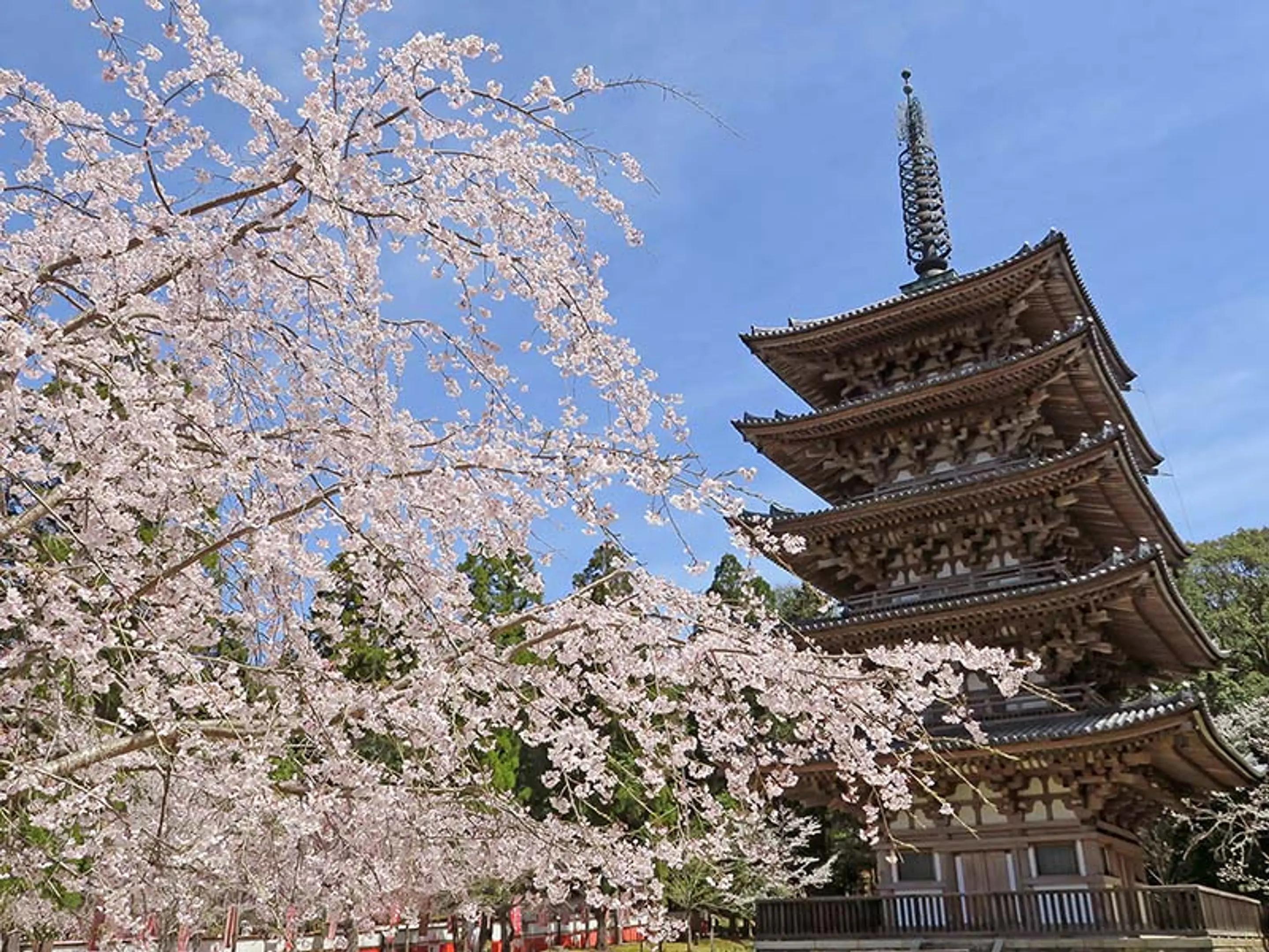 【醍醐寺】桜
