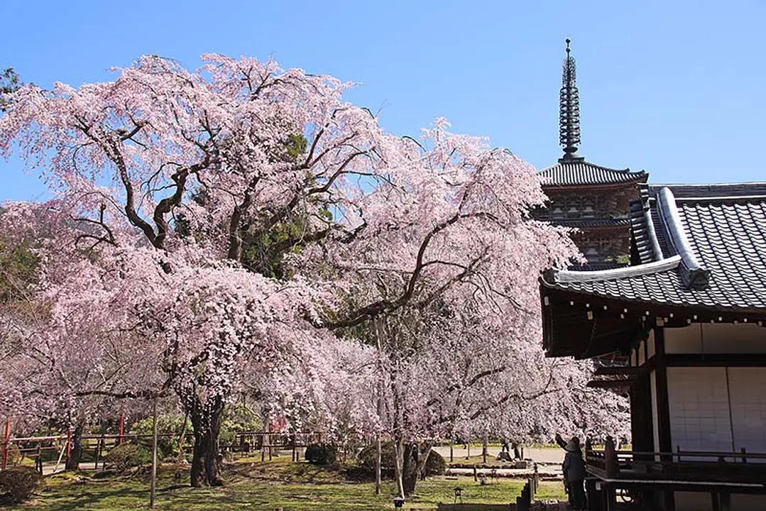 【醍醐寺】桜