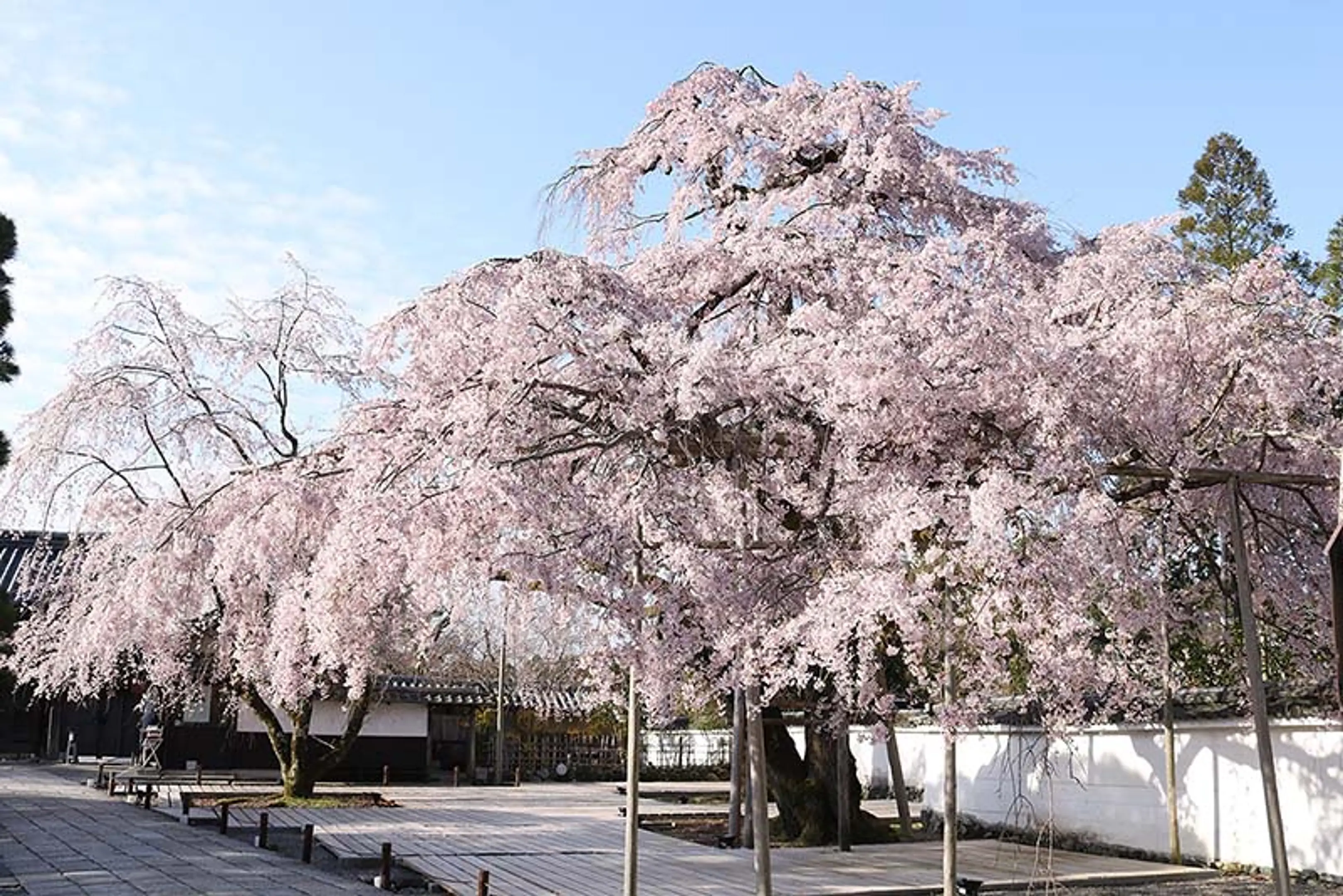【醍醐寺】桜
