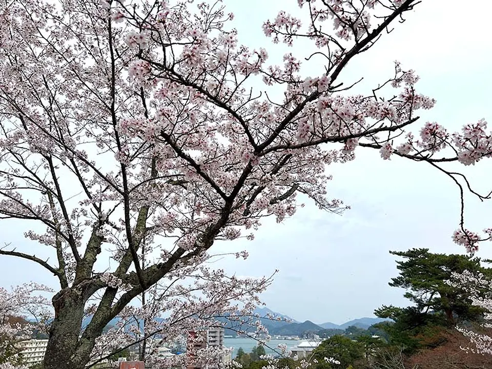 【共楽公園】桜
