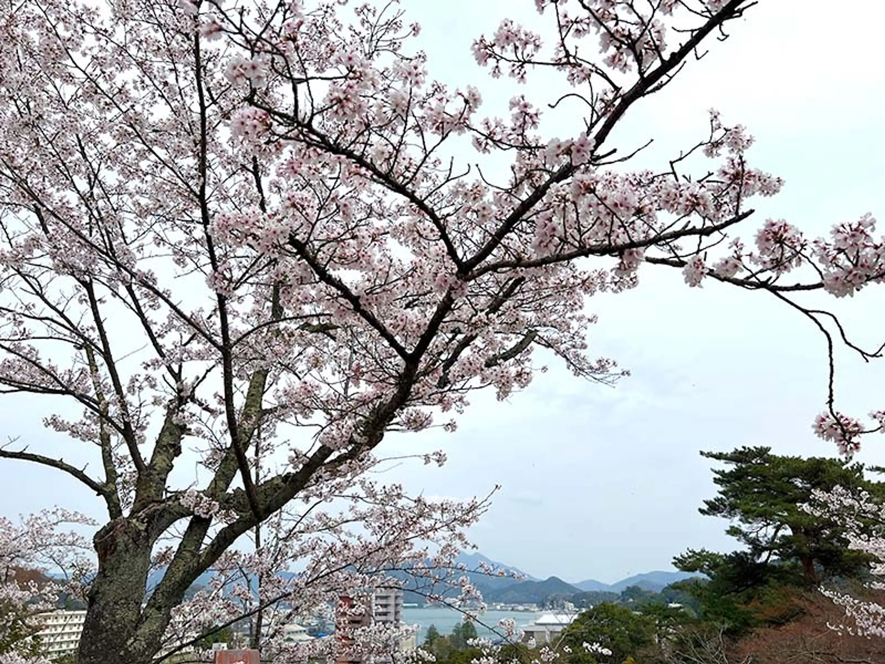 【共楽公園】桜