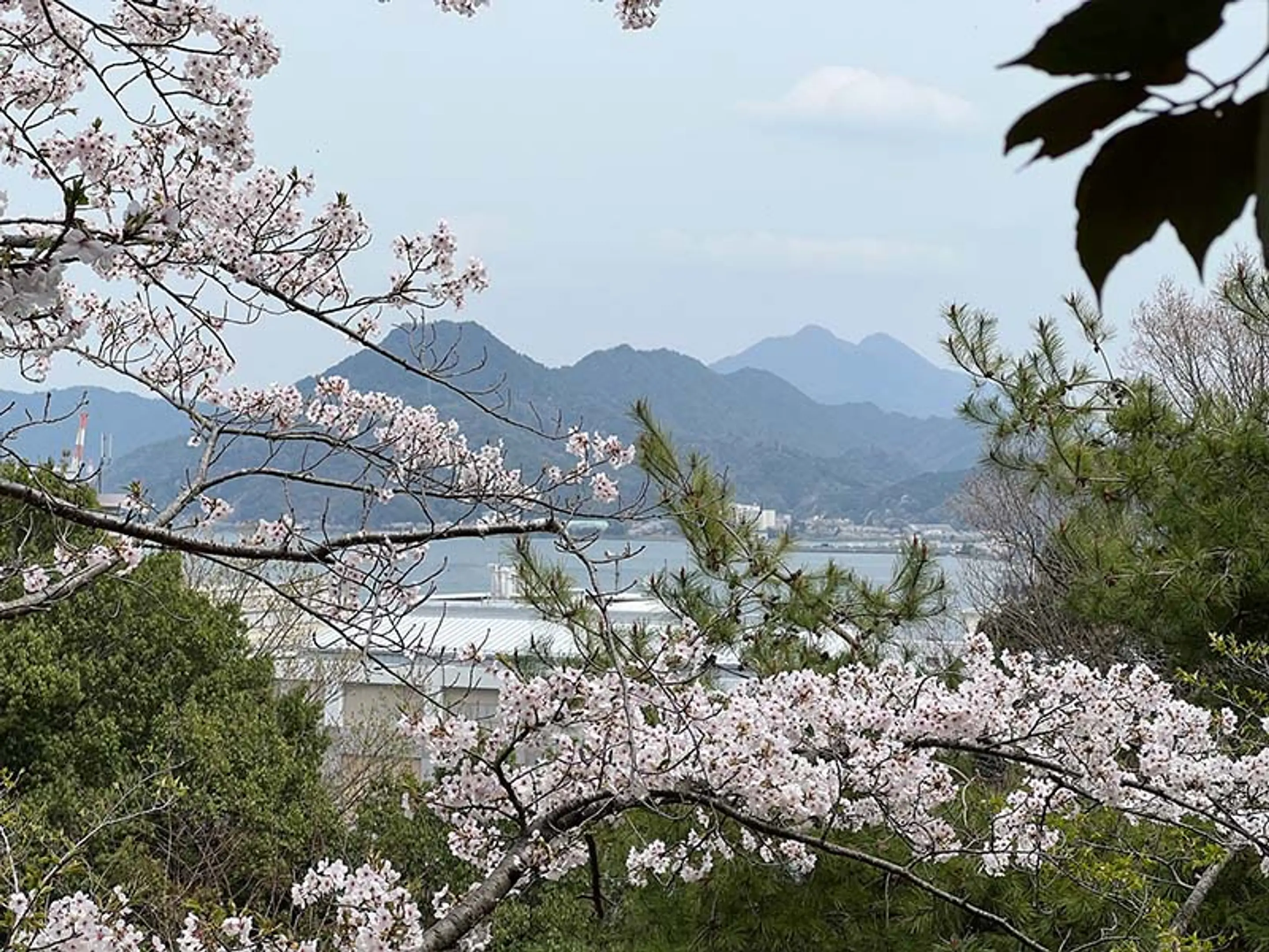 【共楽公園】桜