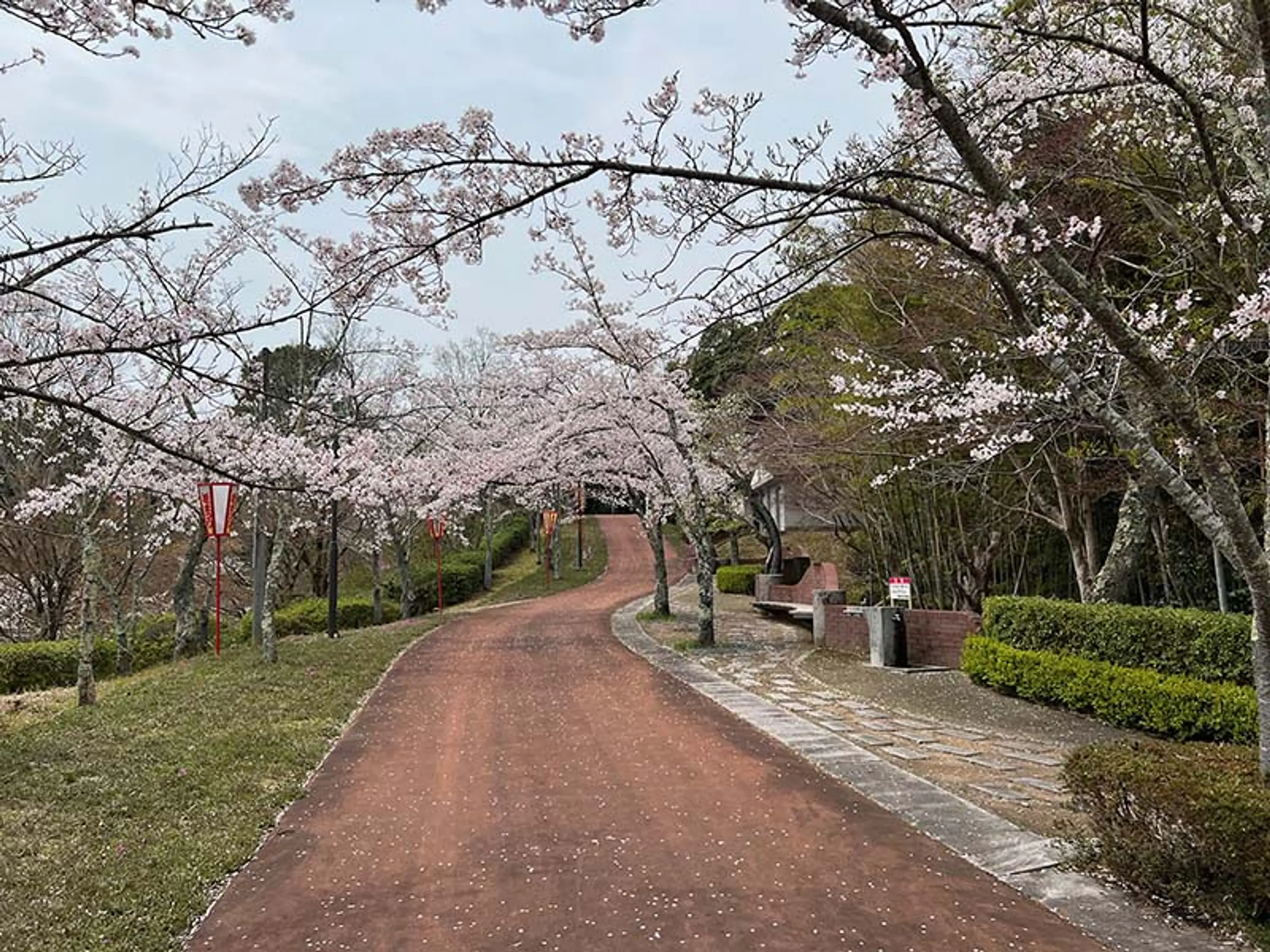 【共楽公園】桜