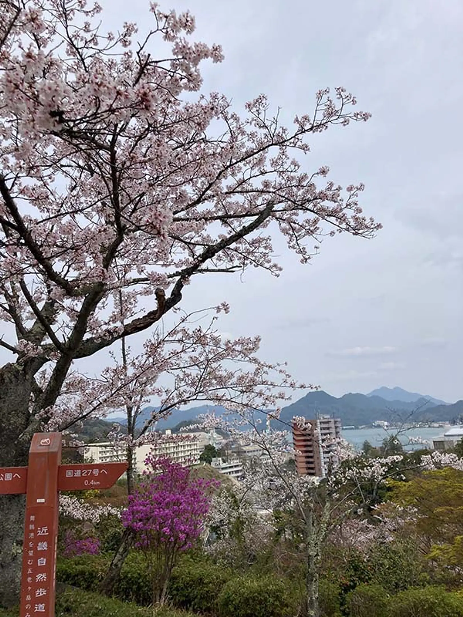 【共楽公園】桜