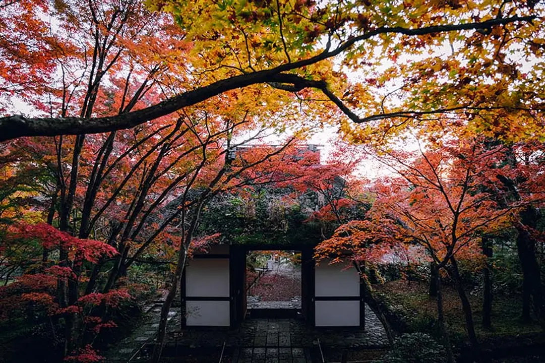 【常寂光寺】紅葉