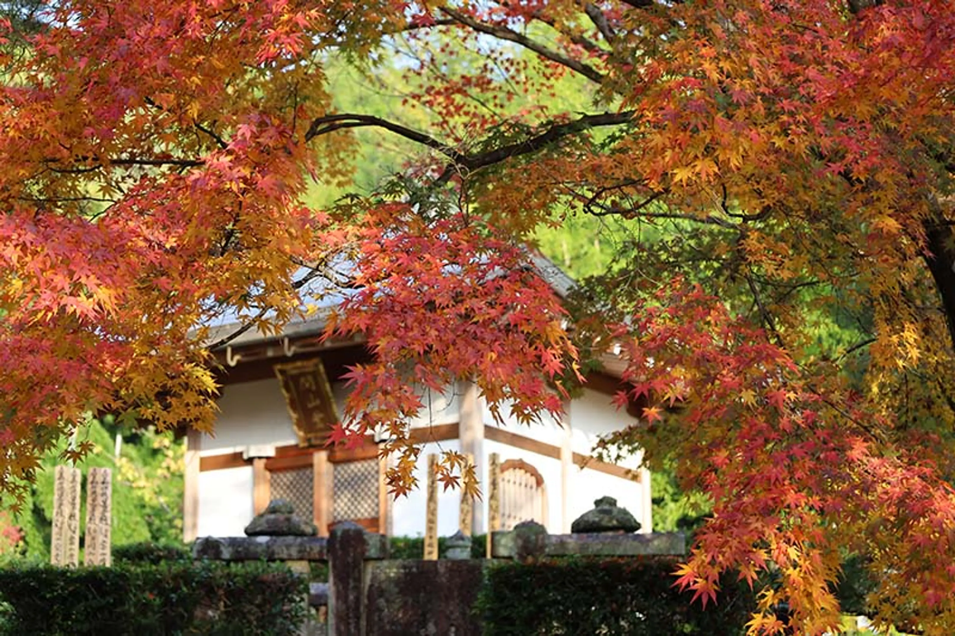 【常寂光寺】紅葉