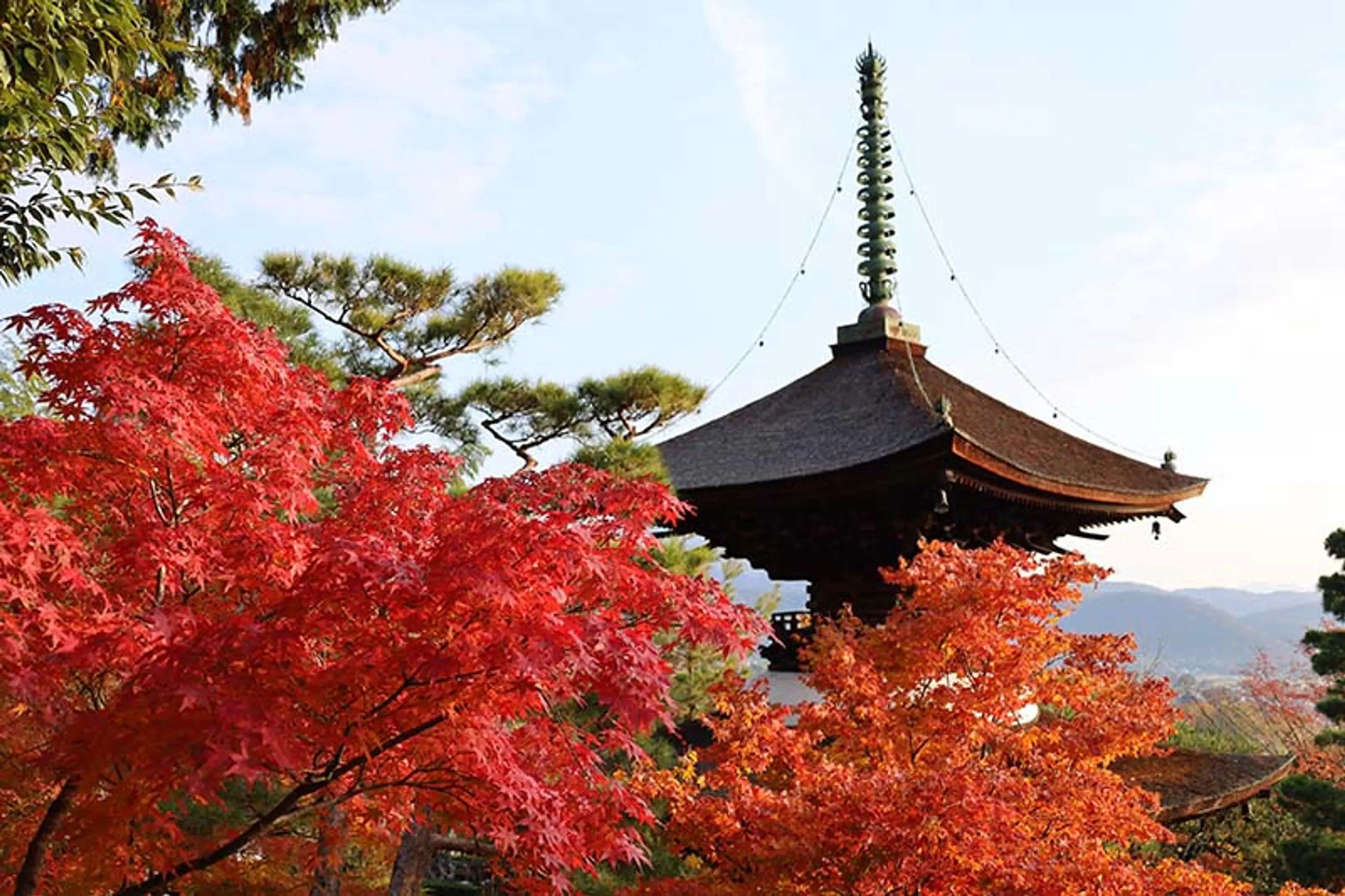 【常寂光寺】紅葉