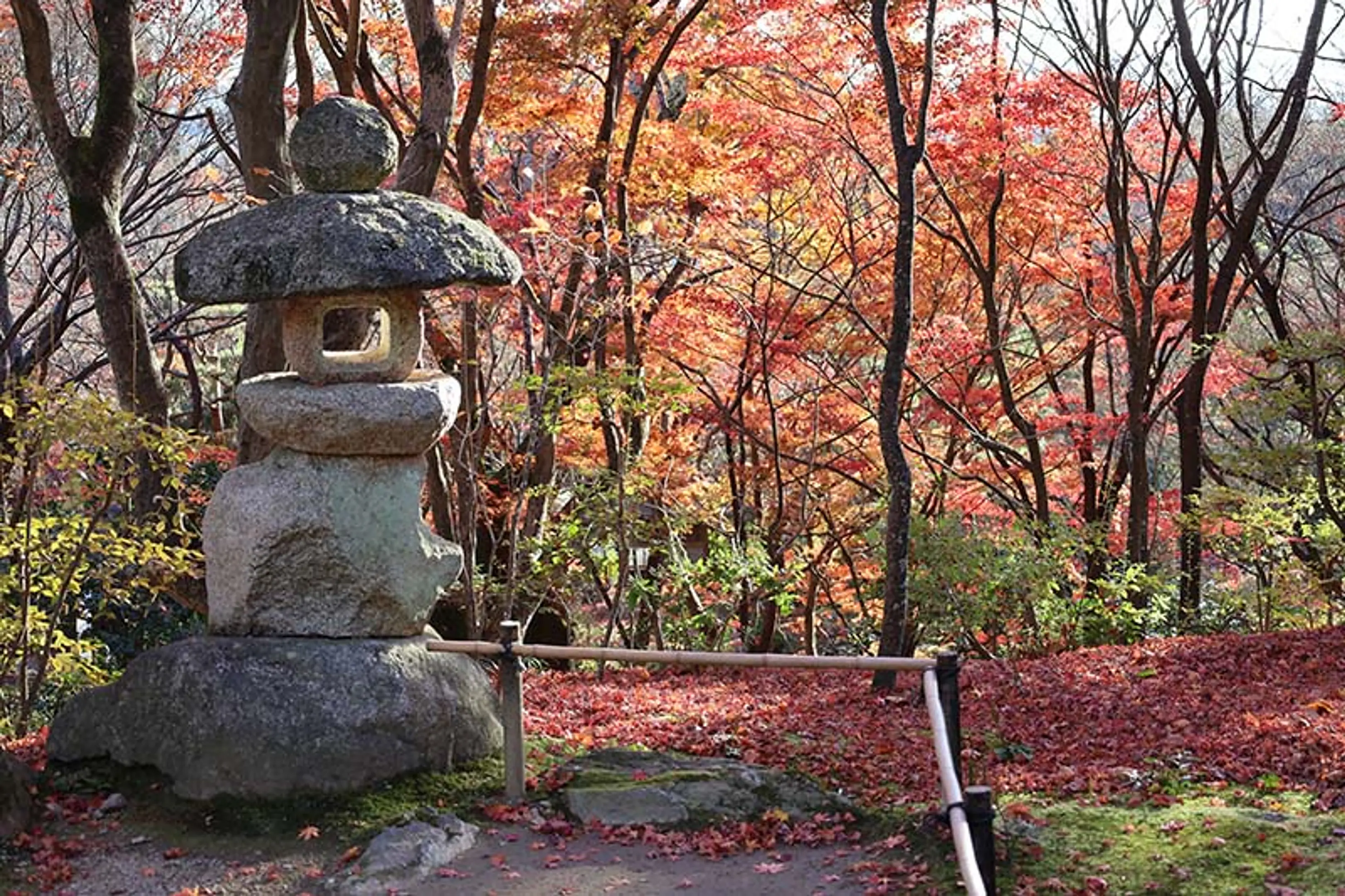 【常寂光寺】紅葉