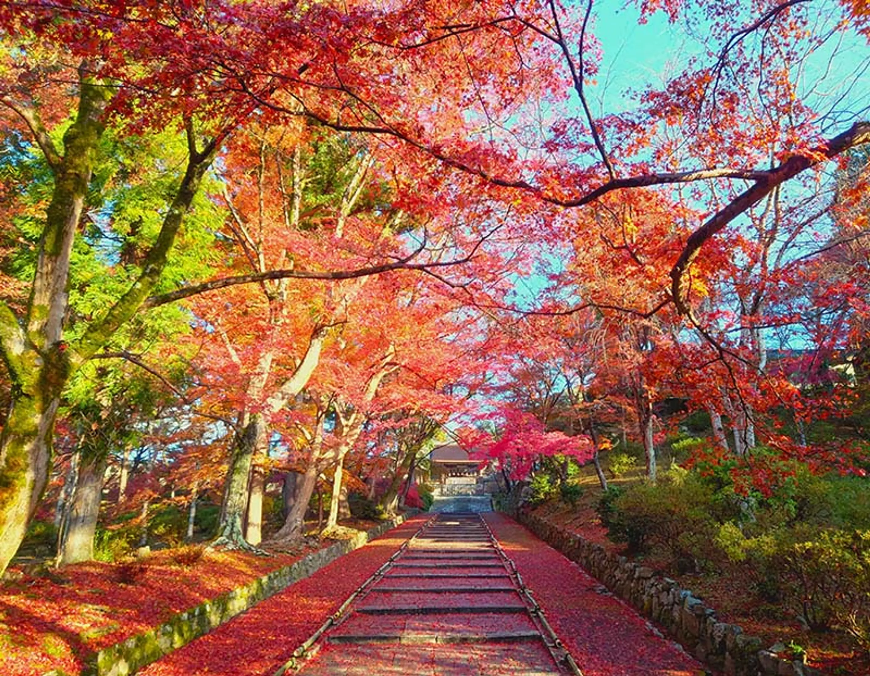 【毘沙門堂】紅葉