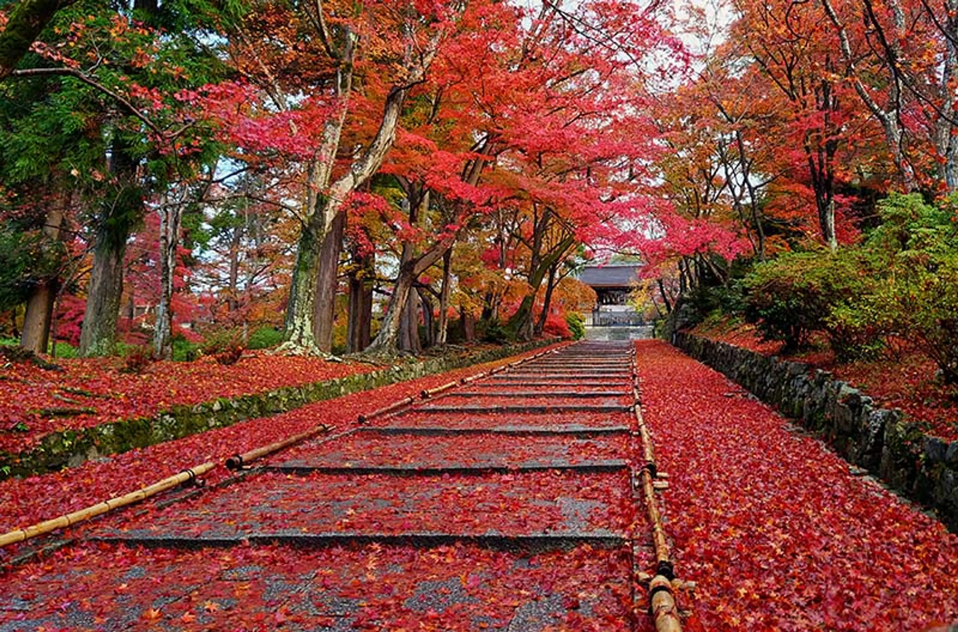 【毘沙門堂】紅葉
