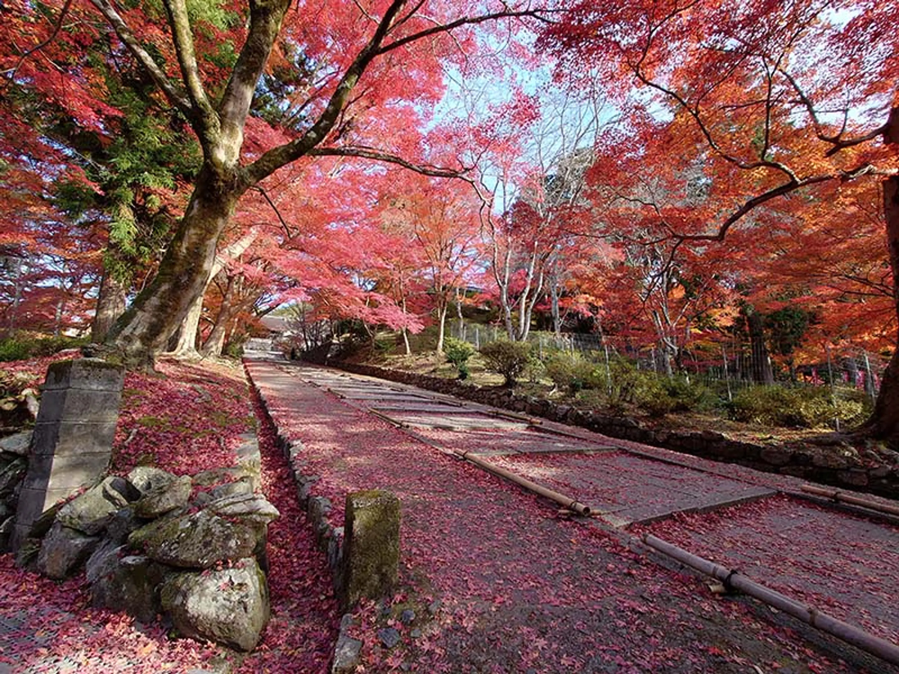 【毘沙門堂】紅葉