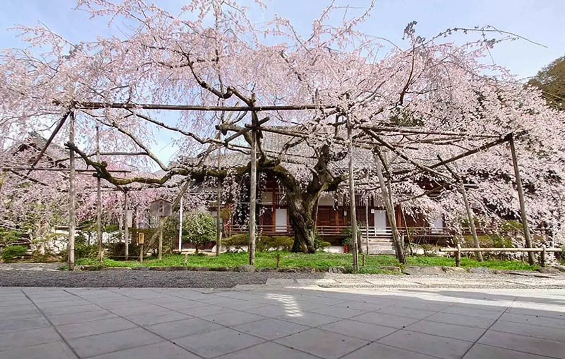 【毘沙門堂】桜