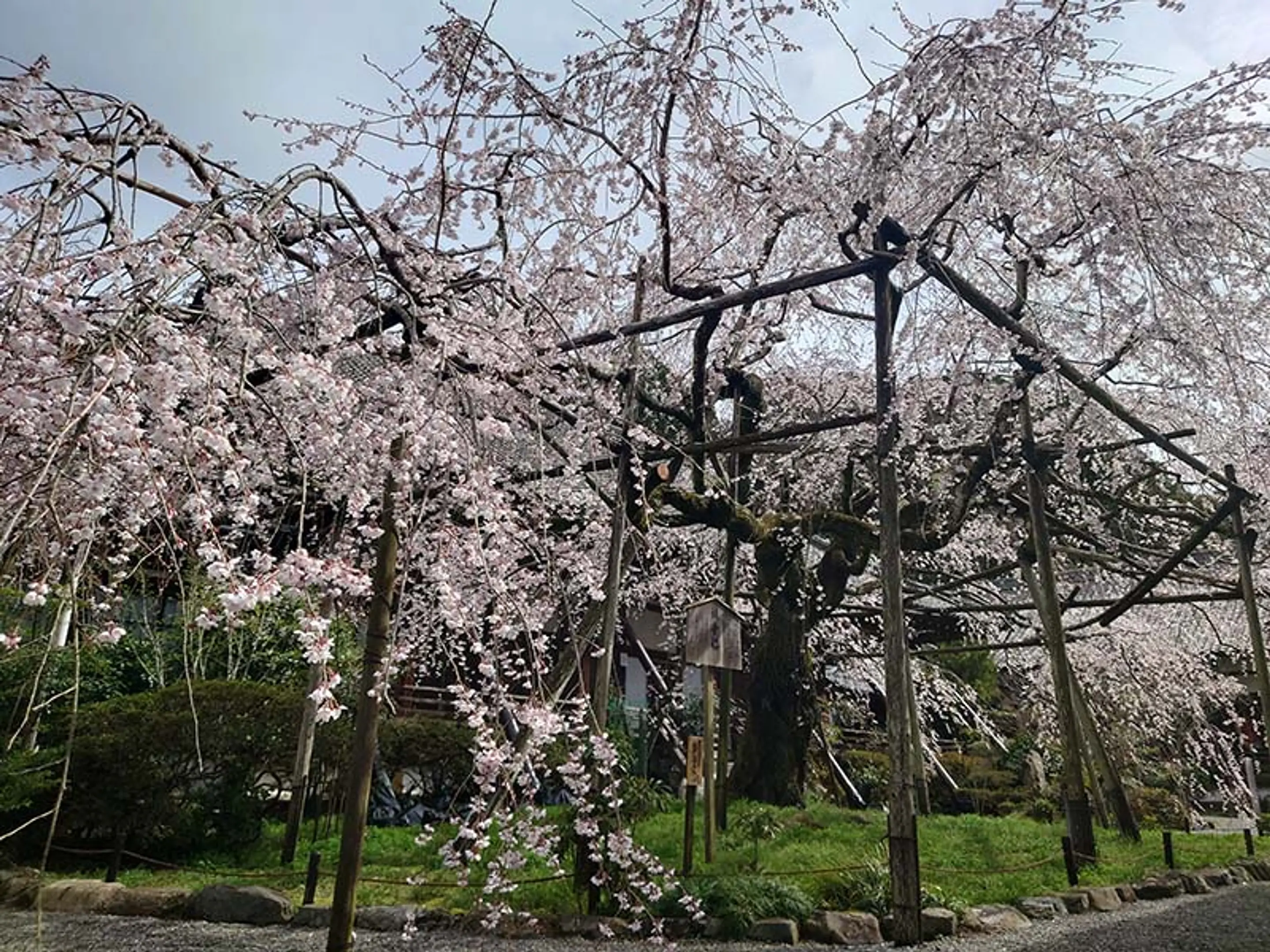 【毘沙門堂】桜