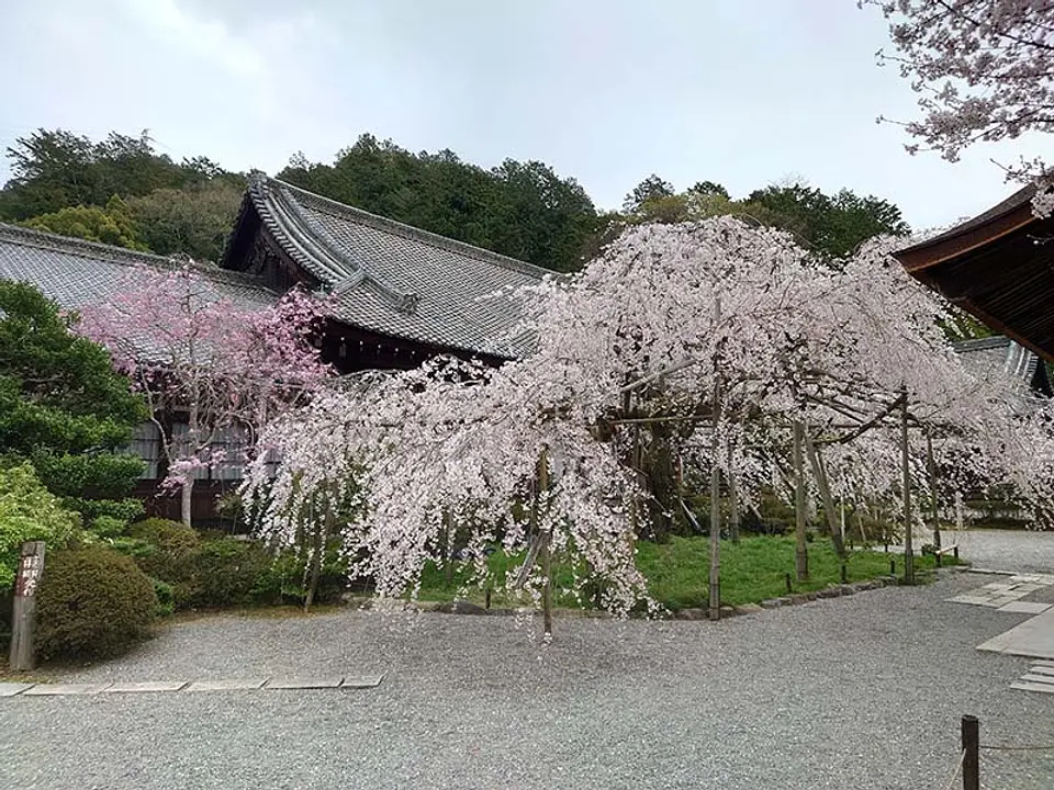 【毘沙門堂】桜