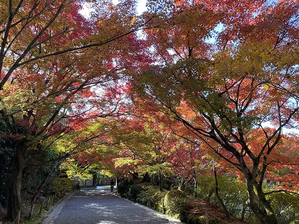 【龍安寺】紅葉