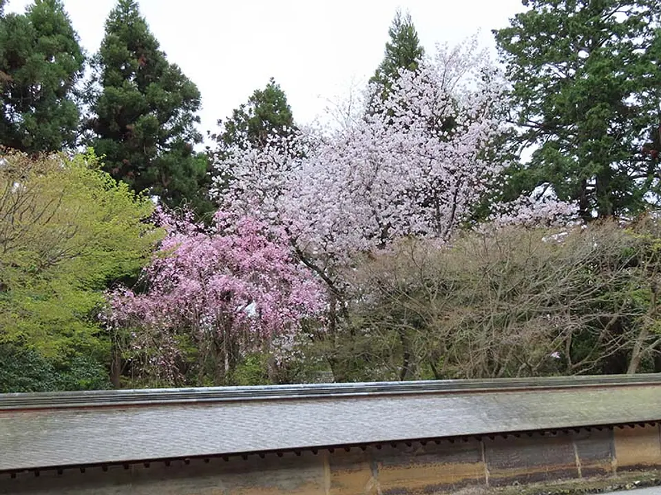 【龍安寺】桜