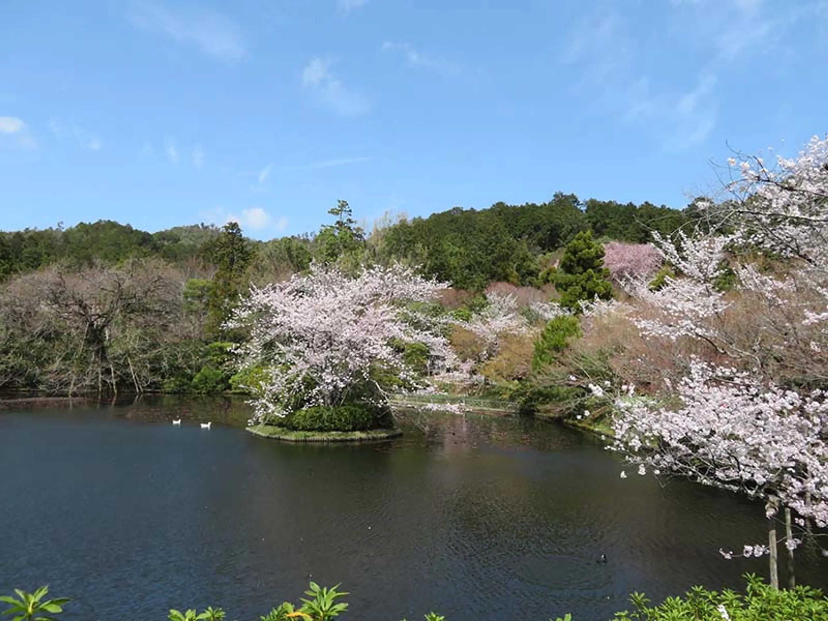 【龍安寺】桜