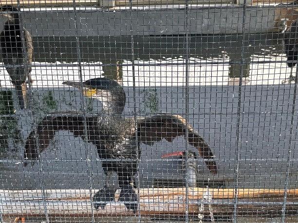 塔の島にある鵜小屋では、ウミウを間近に見ることができる。