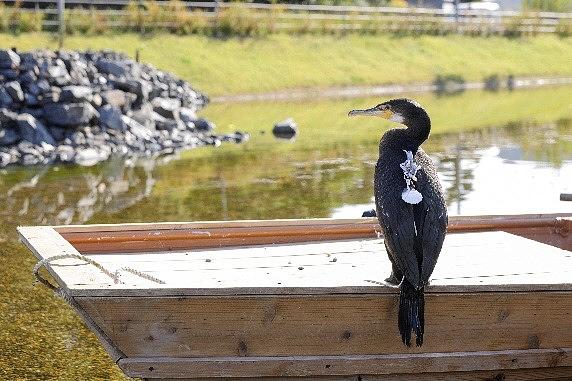 大切に育てられたウミウ。愛称は「うみうのウッティー」。