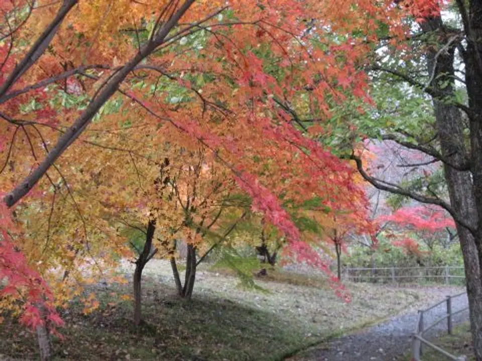 【大野ダム公園周辺】紅葉