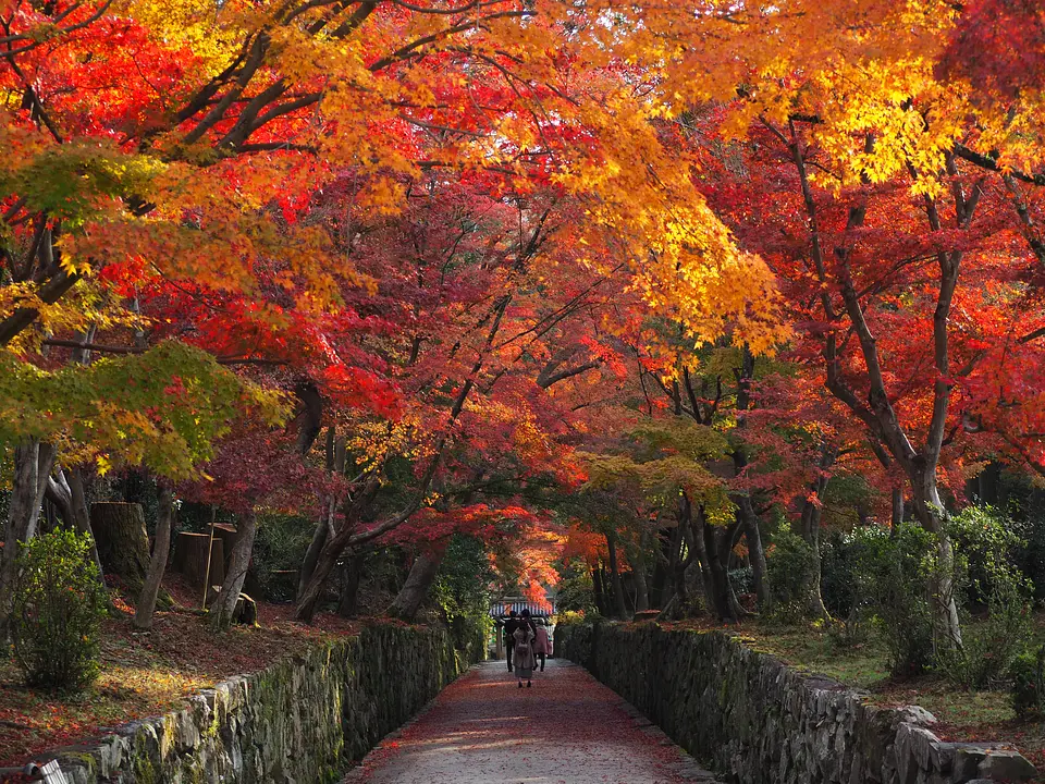 【興聖寺　琴坂】紅葉