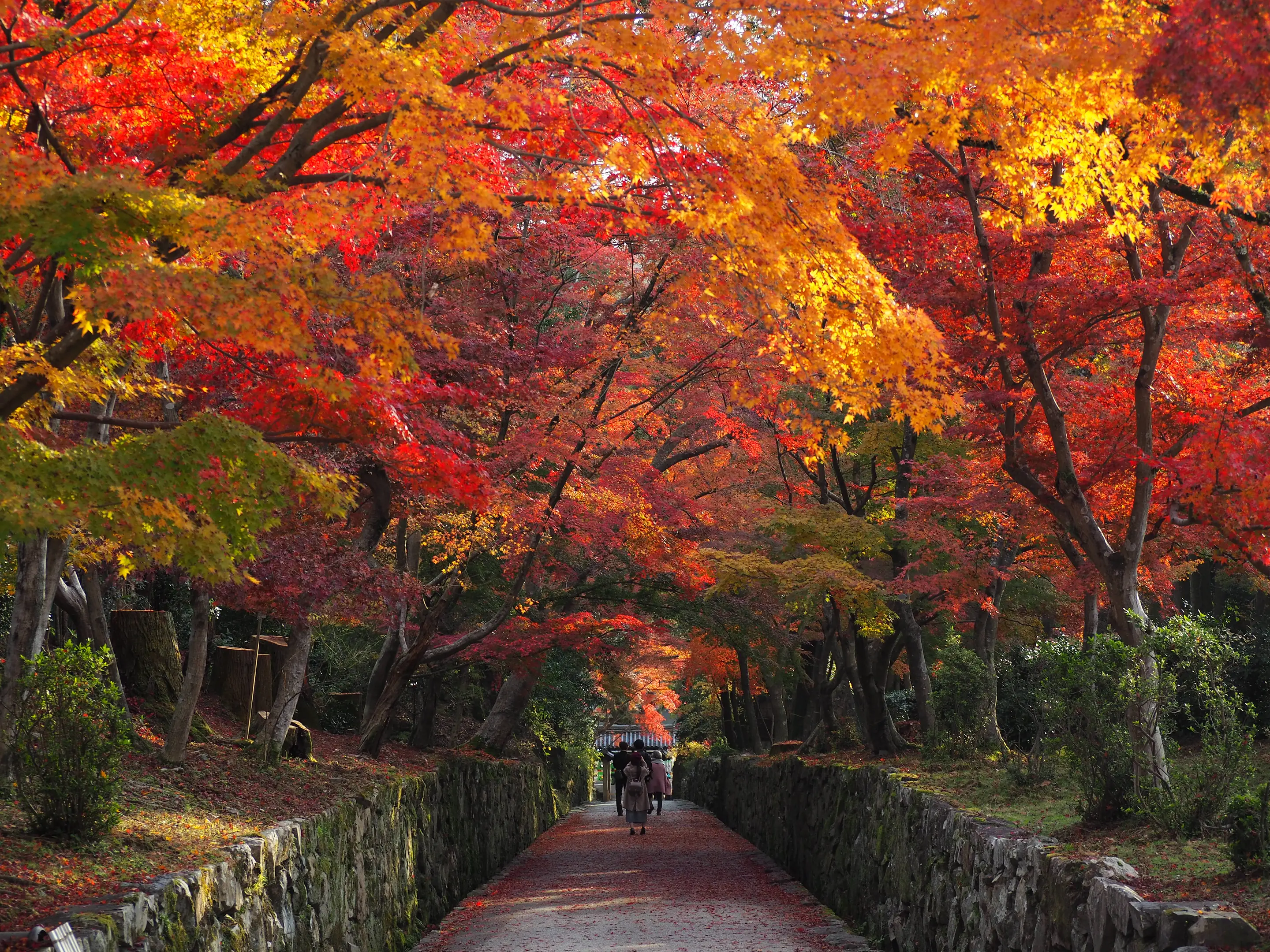 興聖寺　秋　琴坂２.JPG