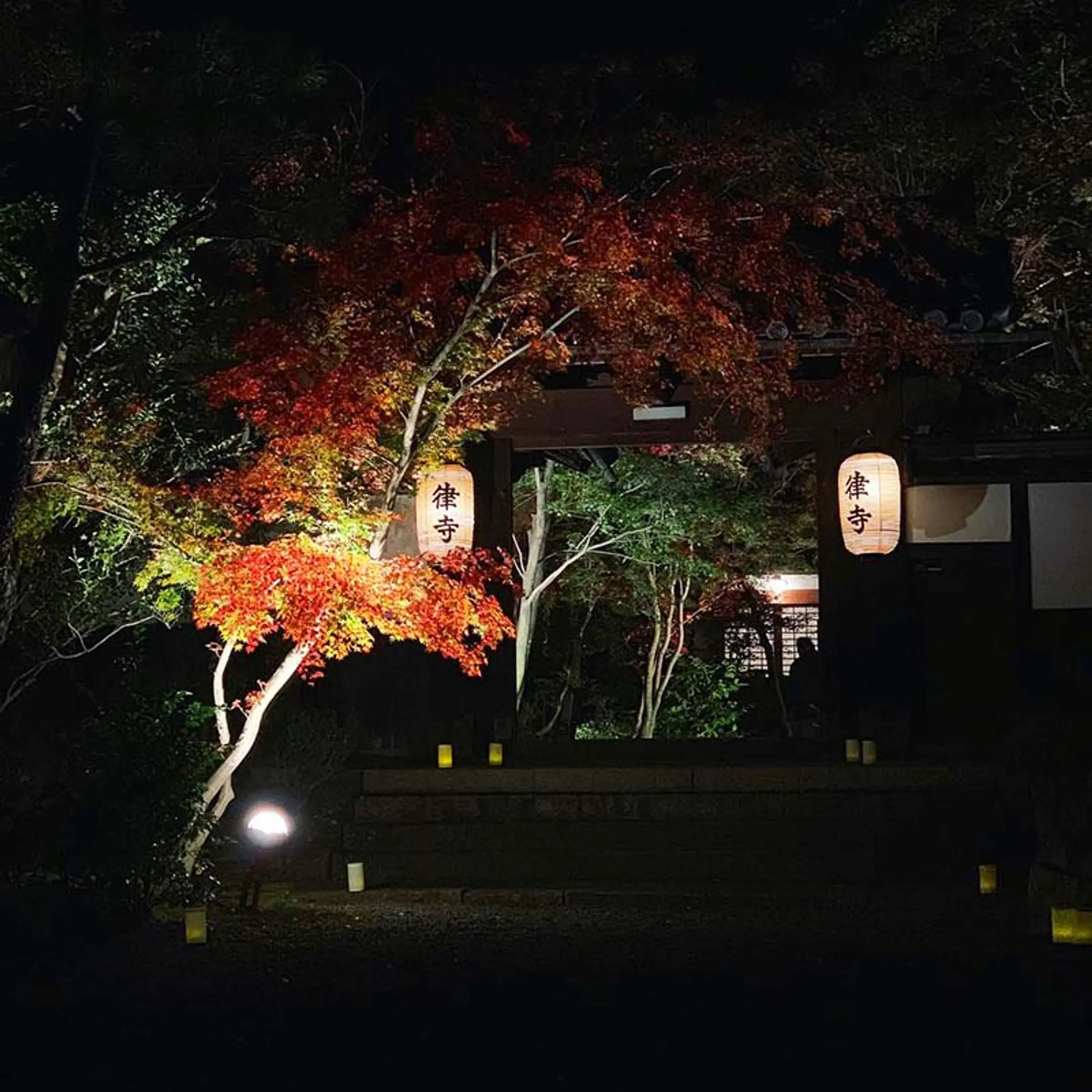 善法律寺 秋の紅葉ライトアップ