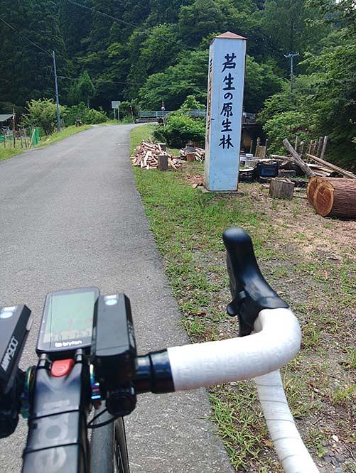 芦生の原生林