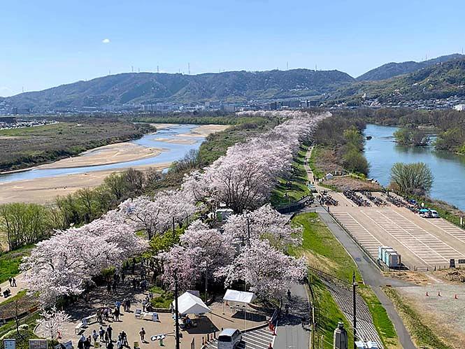 高さ約25ｍの展望塔から見た背割堤の風景