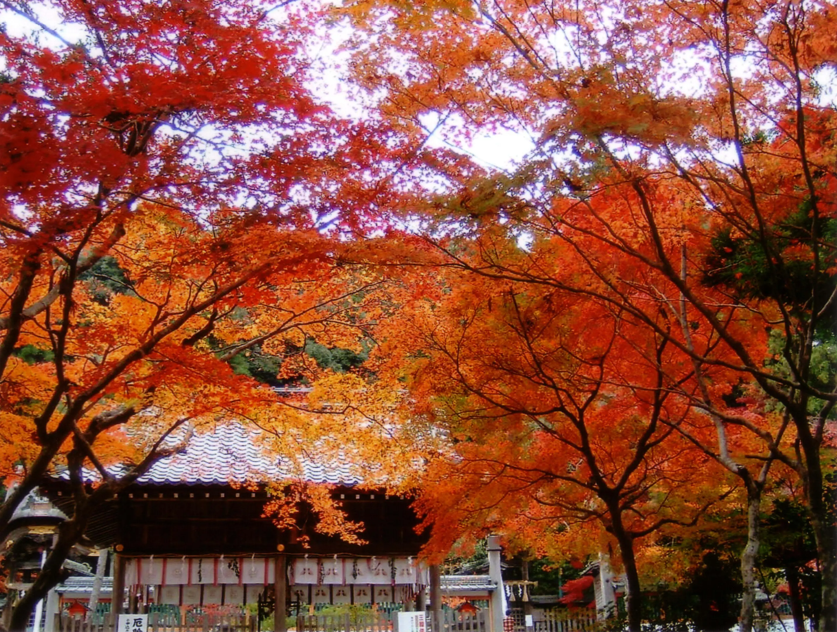 鍬山神社の紅葉