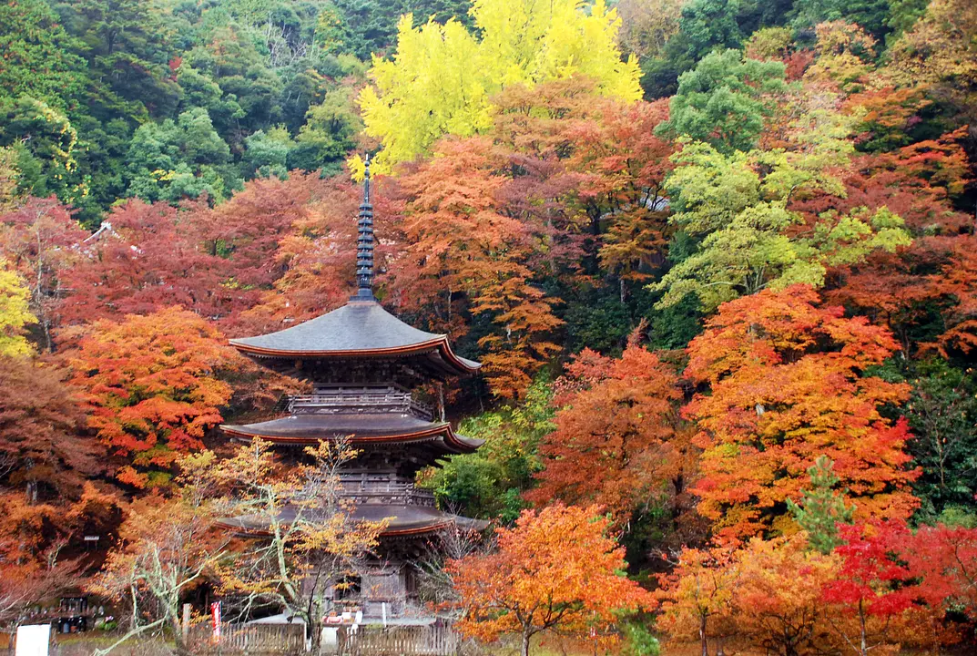 【金剛院】紅葉