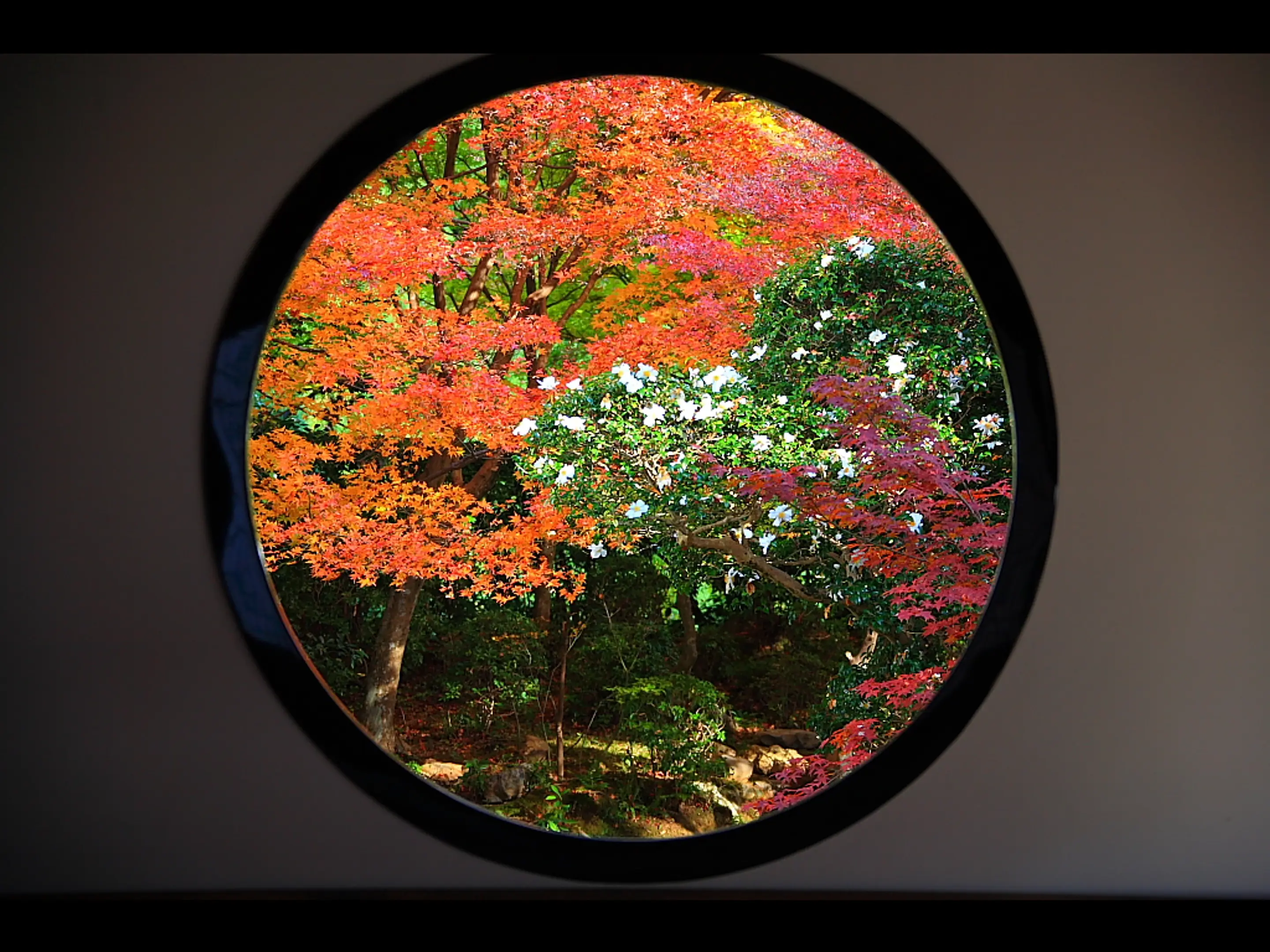 9493 源光庵（悟りの窓）.jpg