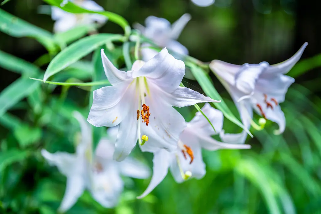 日本の山野草 令和7年8月11日（月・祝）の山の日を記念して、センニチコウ