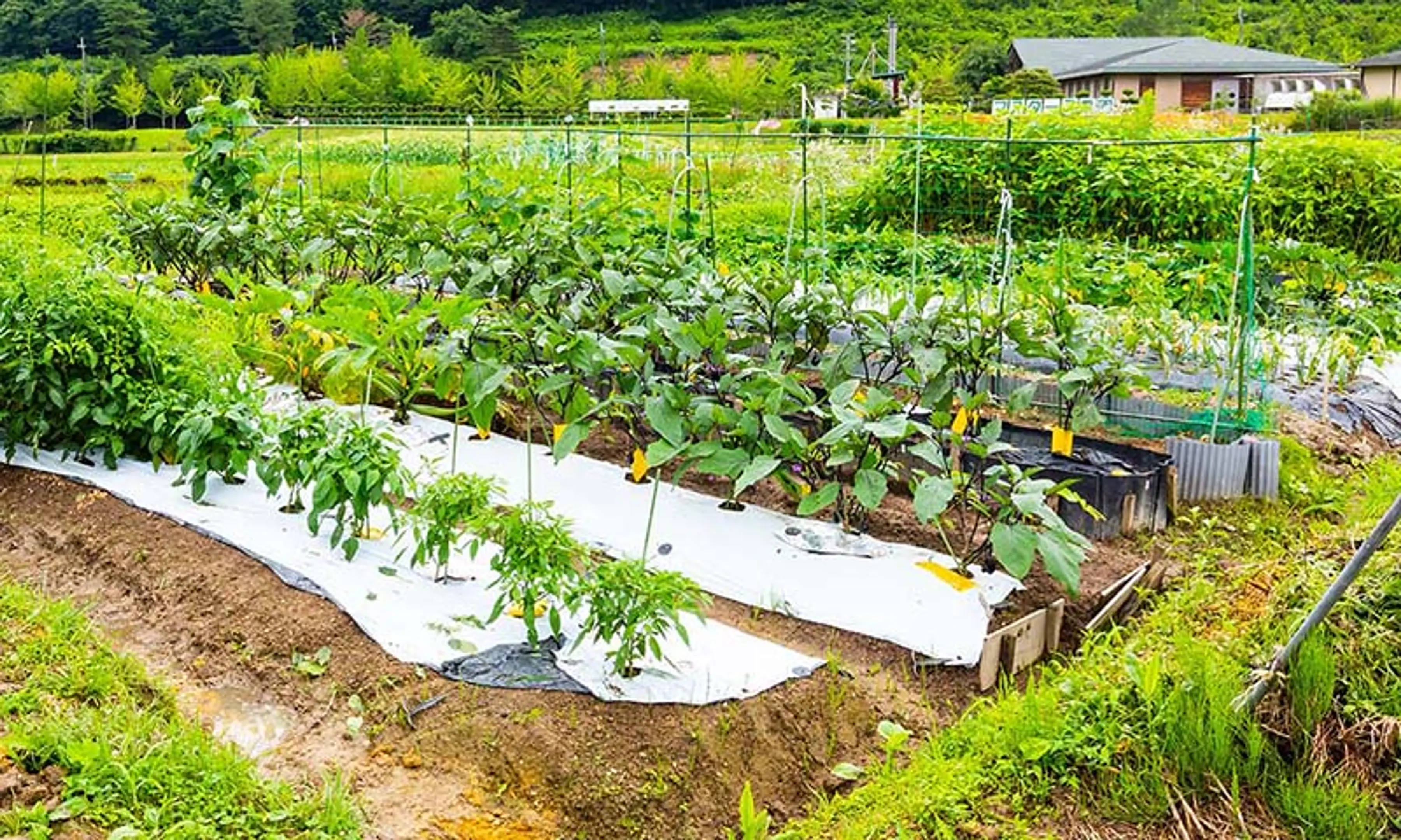 瑞穂マスターズ農園