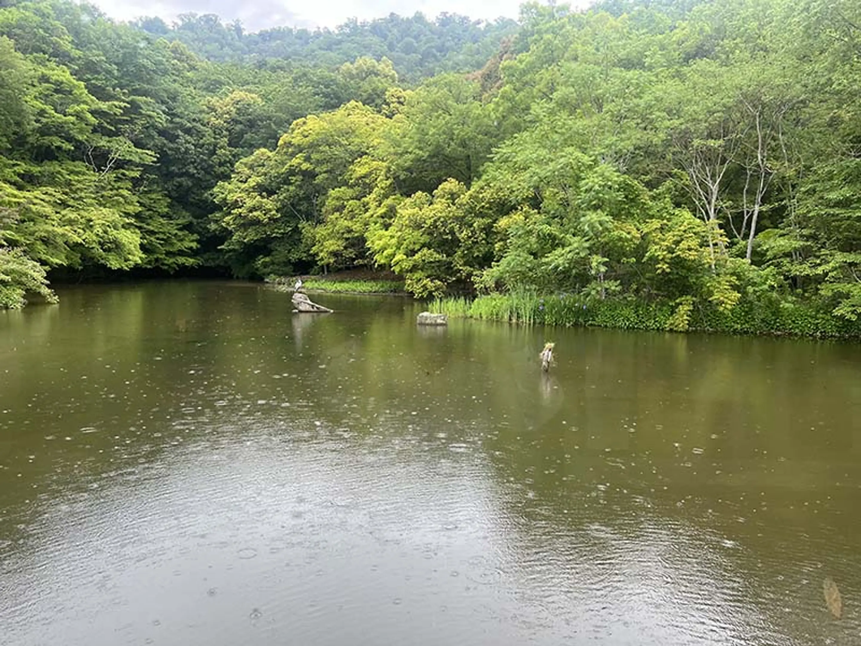 桂坂野鳥遊園
