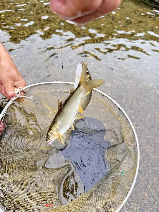 上桂川の魚釣り
