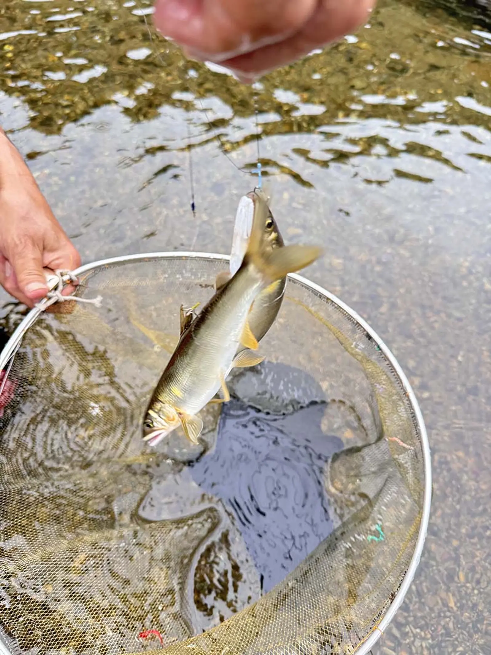 上桂川の魚釣り